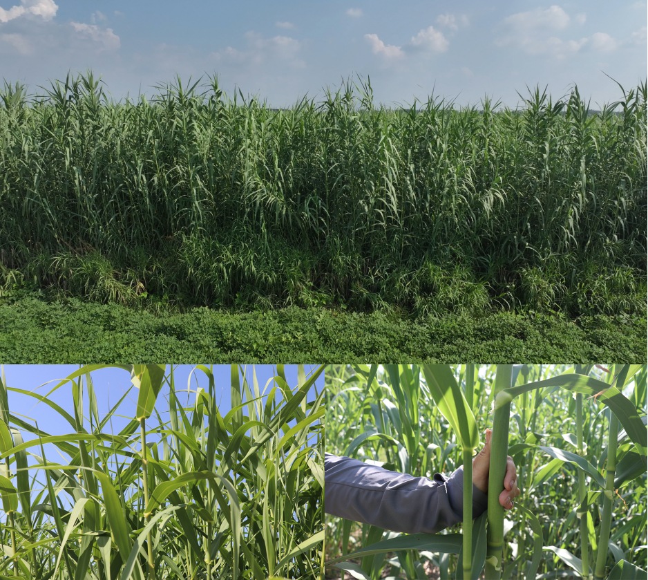 1753318425719994.png 2105e969690ba399b47d4319c005811.png